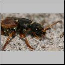 Staphylinus dimidiaticornis - Kurzfluegler 10 19mm.jpg